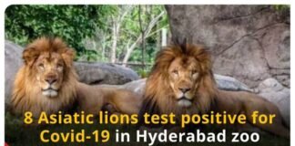 ight asiatic lions tested covid 19 positive at hyderabad zoo