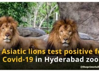 ight asiatic lions tested covid 19 positive at hyderabad zoo
